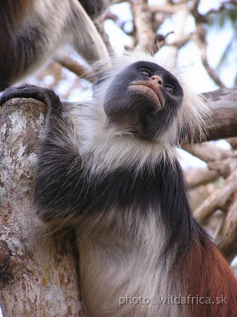 P8300485 x.jpg - Zanzibar Red Colobus Monkey (Piliocolobus kirkii), 2006